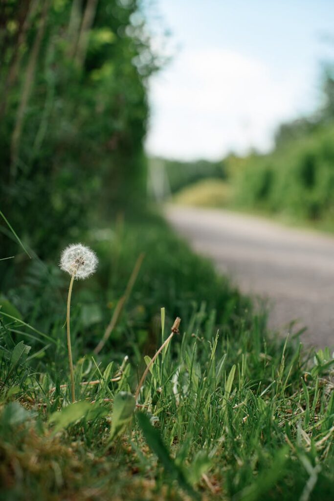 A detailed view of a dandelion against a blurred road background, capturing nature's simplicity.